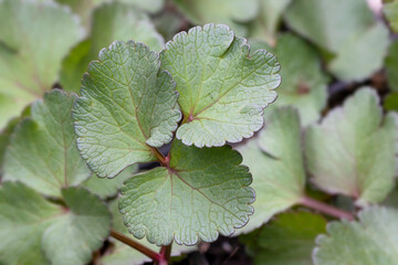 Scotch Lovage (Ligusticum scoticum) all parts of the plant are edible