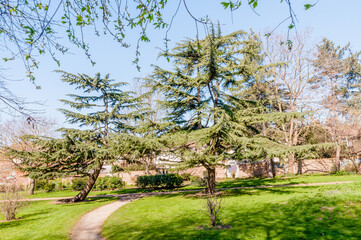 London, United Kingdom, 22 March 2022: Tree in spring,in the Central Park, East Ham, Newham
