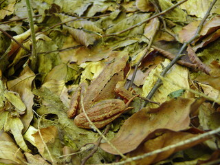autumn leaves on the ground