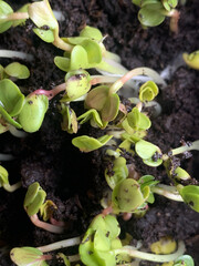 Microgreens radish. Fresh healthy food. Growing food. Spring season. Healthy meal.