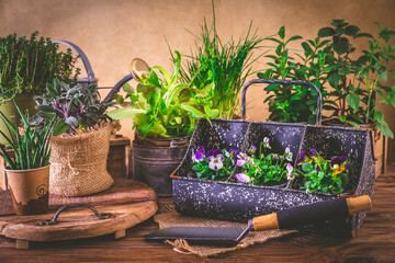 Planting and gardening concept - herbs, seedling and plants ready for planting with garden tools
