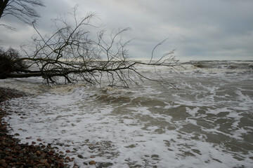 Powalone drzewo, wyrwane z korzeniami przez huragan i smagane sztormem leży na morskiej plaży.