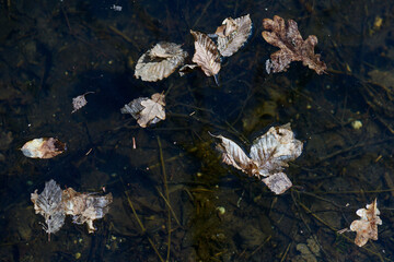 Suche liście na tafli jeziora. Wiosna.