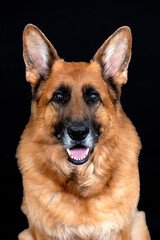 The German Shepherd Dog, commonly shortened to German Shepherd,