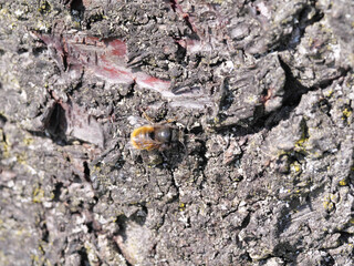 Eine Wildbiene sitzt auf der Rinde eines Baums im Frühling