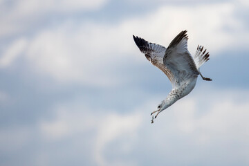 Seagulls