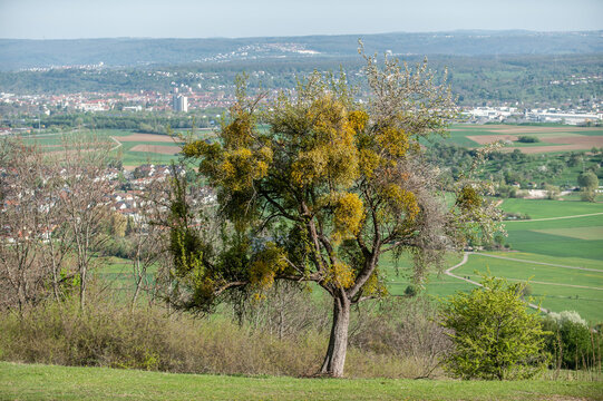 Laubbaum mit Misteln vor Panorama der schw&auml;bischen Alb bei Bissingen Teck