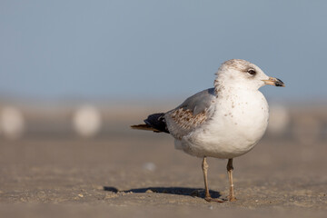 Seagull on the Beach