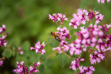 Honeybee on flower