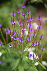 Purple wildflower