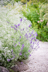 Obraz premium Lavender and baby's breath