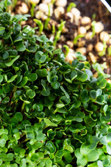 Growing microgreens in container at home. Gardener planting young seedlings in vegetable garden. Micro greens on coconut substrate. Home gardening.  Growing healthy food concept. Selective focus.