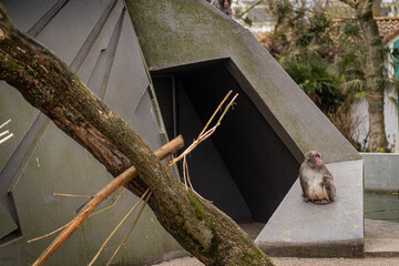 The brown monkey and has brown eyes sit on timber while he eat the most delicious apple and looking forward to his friend in the jungle