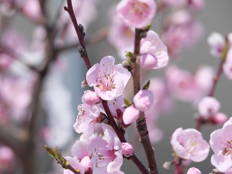 Closeup der rosa Blüten einer Blutpflaume (Prunus cerasifera) im Frühling © Brightlight