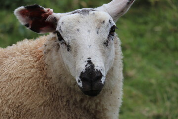 A sheep looking directly at the camera 