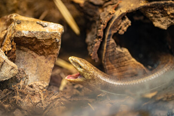 A closeup of the sheltopusik, Pseudopus apodus, also called Pallas' glass lizard