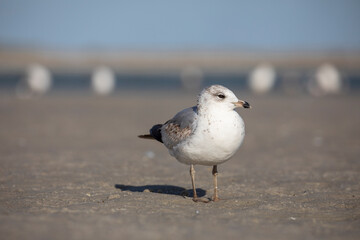 Seagulls