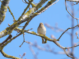 Ein Weiblicher Buchfink (Fringilla coelebs) sitzt auf den kahlen Ästen eines Holunders