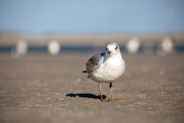 Seagulls