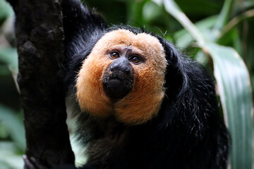 White-faced saki
