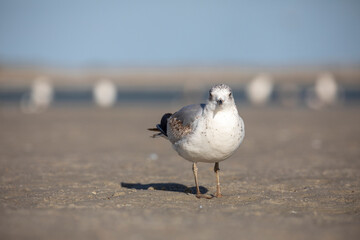 Seagulls