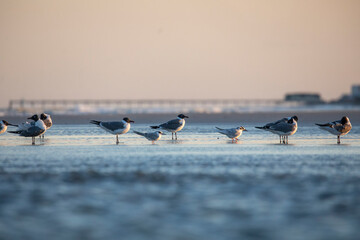 Seagulls