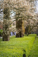 Cherry blossoming trees and sun light in park. Sakura Cherry blossom alley. Wonderful scenic park with rows of flowerind cherry sakura trees and green lawn in spring. Sun rays in pink bloom