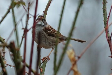 bird on a branch