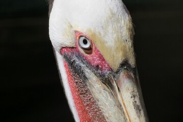 portrait of a pelican