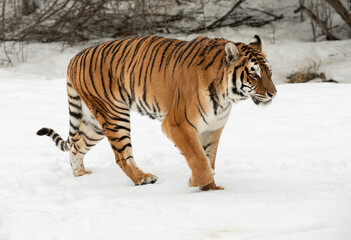 Fototapeta na wymiar Tiger Siberian