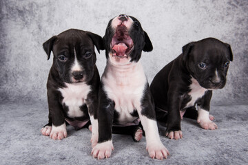Obraz premium Black and white American Staffordshire Terrier dogs or AmStaff puppies on gray background