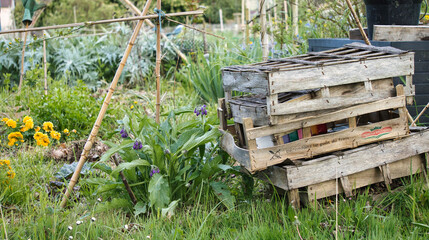 In the vegetable garden in early spring, crates stacked on the ground and flowering comfrey, friend of the garden