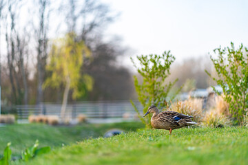Duch on the green grass. wild duck on a green meadow