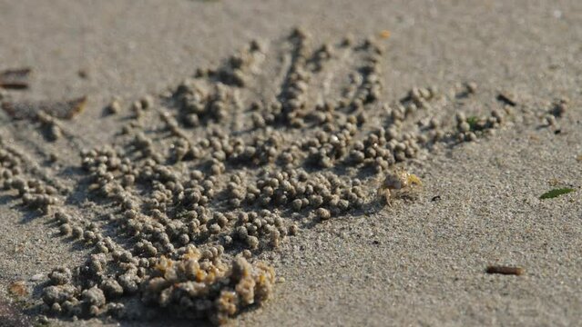 Crabs make sand balls
