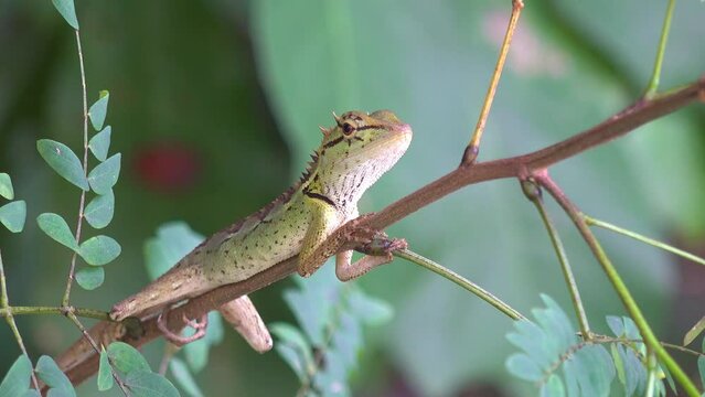 An Oriental Garden Lizard,(eastern garden lizard, Indian garden lizard, common garden lizard or changeable lizard (Calotes versicolor) relaxes. Filmed in Kaeng Krachan National Park, Thailand.
