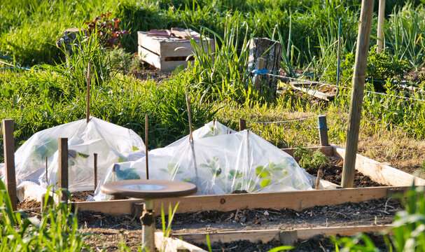 Last crops under winter veil in the vegetable garden, spring is on its way. Strawberries