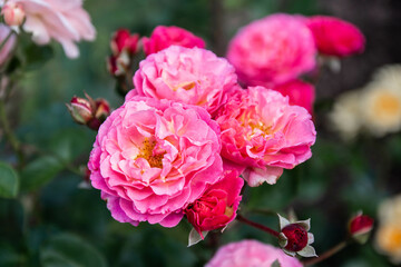 Bright pink roses