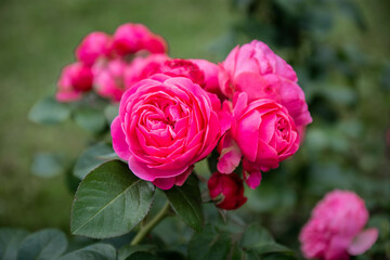 Pomponella roses