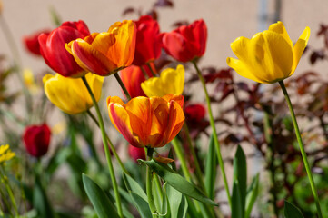 Bright red and yellow color country Darwin tulips in bloom, bouquet of springtime flowering plants in the ornamental garden