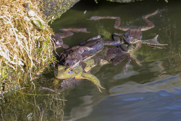 Wood Frogs trying to mate with unhappy green frog