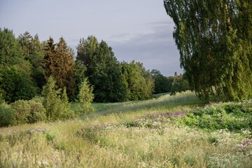 Summery meadow