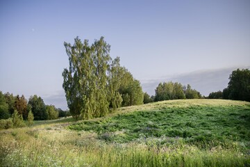 Summery meadow