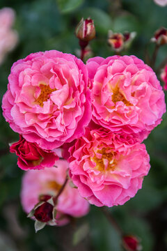 Bright pink roses © Isebell