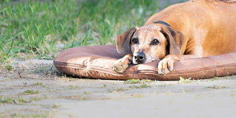 Dog is on mat
