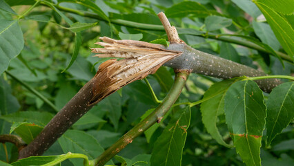 A branch damaged by a strong wind with green leaves.