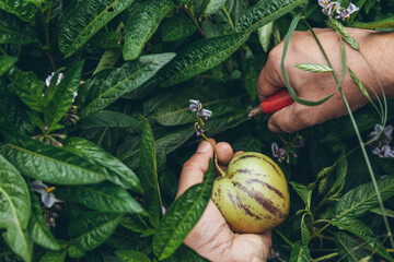 Farmer picking solanum muricatum