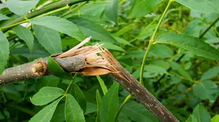 Damaged branch with green leaves close-up.