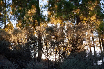 Warmes, goldenes Sonnenlicht im Wald