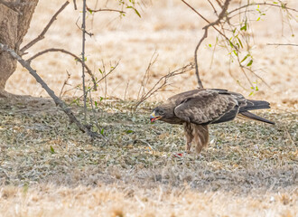 Booted Eagle with a kill