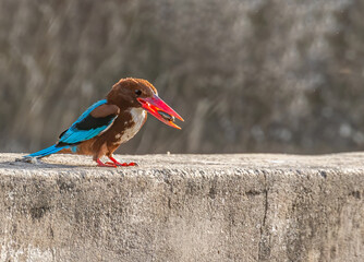 A White throated Kingfisher on a wall